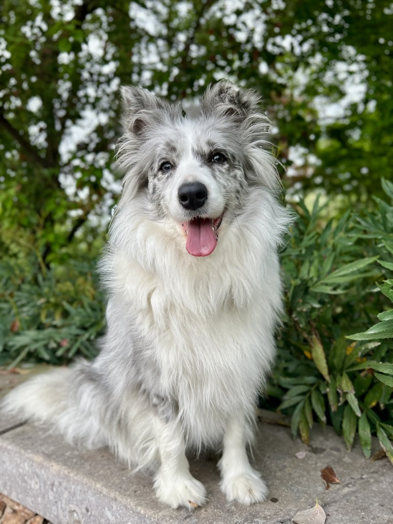 Original pet — before